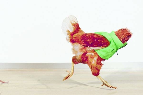 ᐉ почему курица бегает без головы? - zoomanji.ru