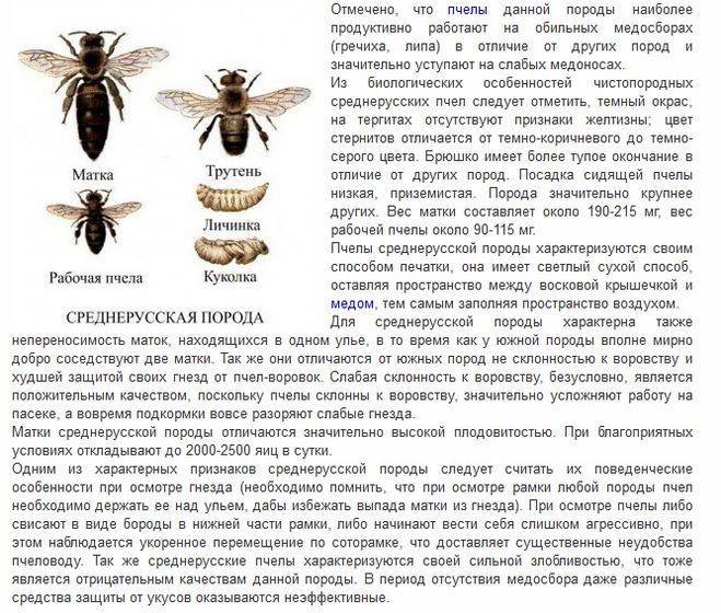 Описание и характеристики Среднерусской породы пчел, отзывы пчеловодов