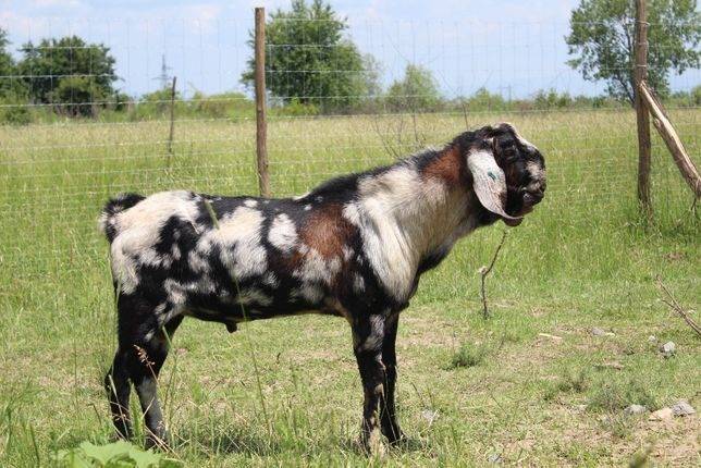 Нубийские козы: описание содержания, ухода и выращивания (90 фото)