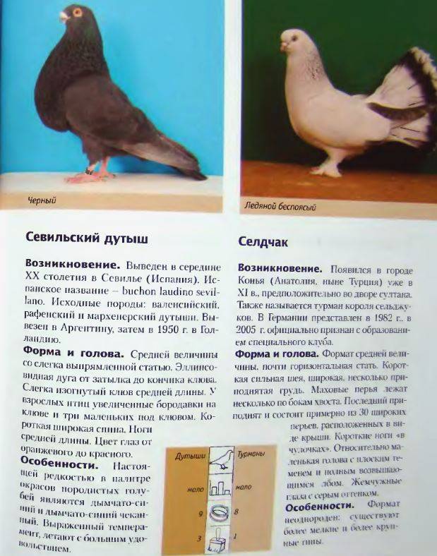 Бойные голуби: описание с фотографиями и названиями, полет и уход