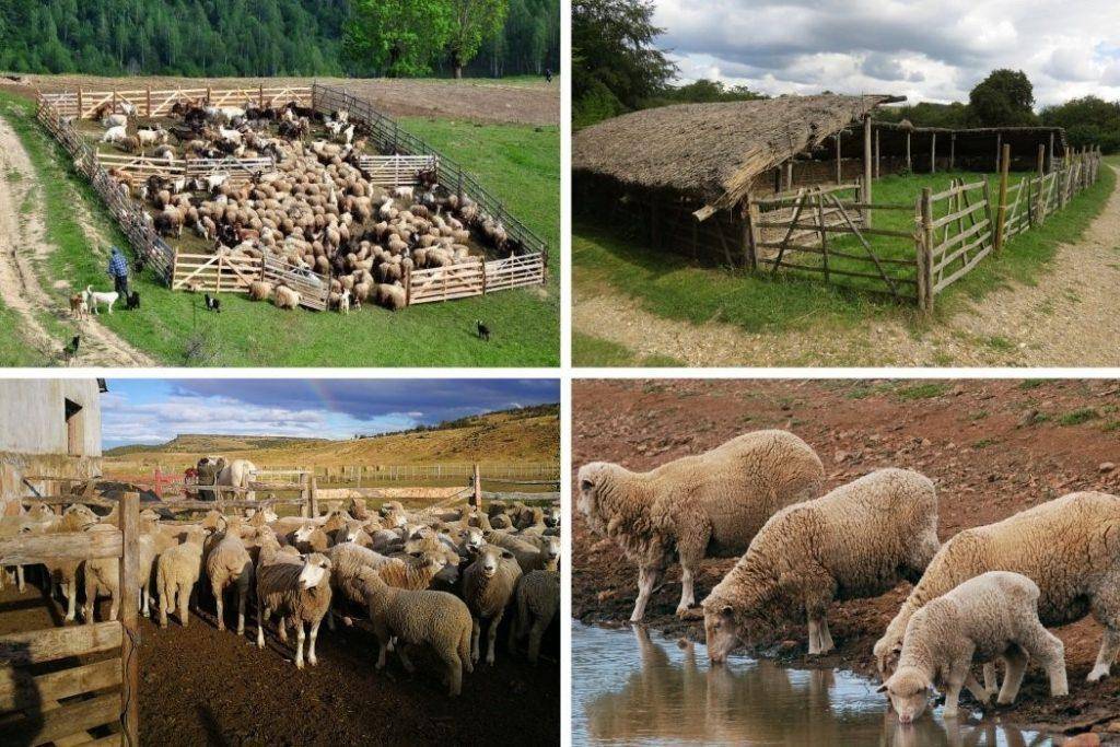 Загон для овец своими руками: выбор места, этапы строительства, обустройство овчарни