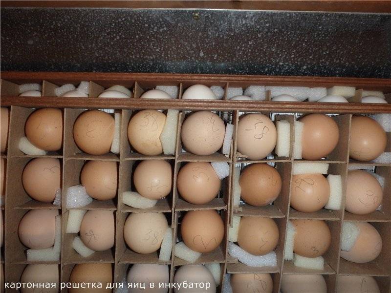 Как хранить яйца для инкубации: сколько и как можно держать их до закладки, а также как выбрать и проверить подходящие образцы для наилучшего результата? selo.guru — интернет портал о сельском хозяйстве