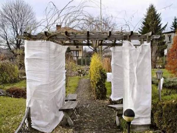 Антифриз для растений: как помочь своему саду выдержать резкие понижения температуры и заморозки