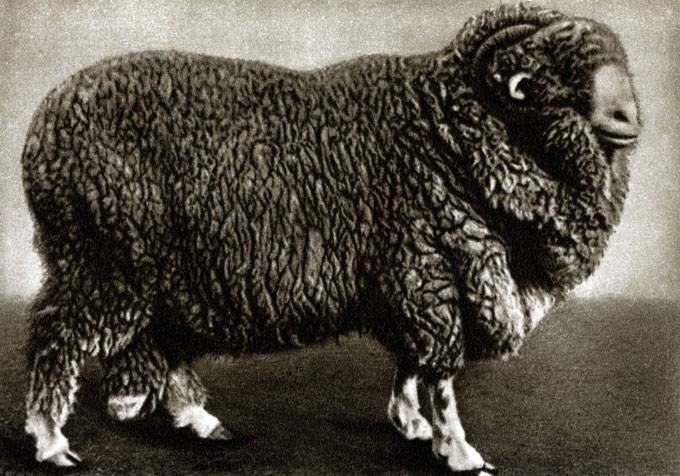 Каракульская порода овец: описание и характеристика, правила разведения
