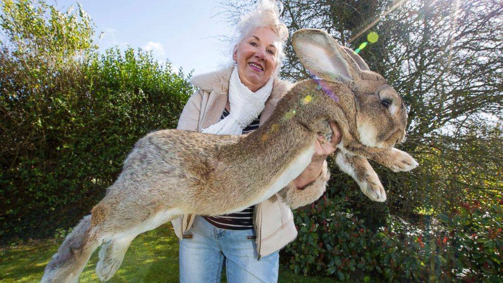 16 самых больших кроликов мира