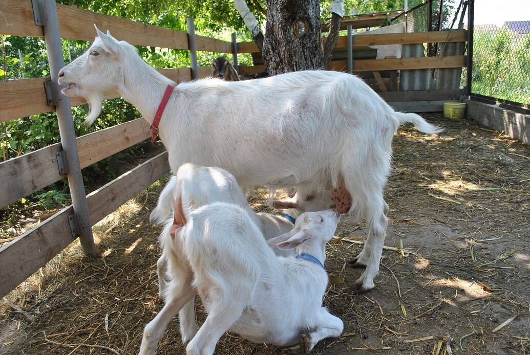 Зааненская молочная коза: характеристики и описание племенной породы - содержание и фото