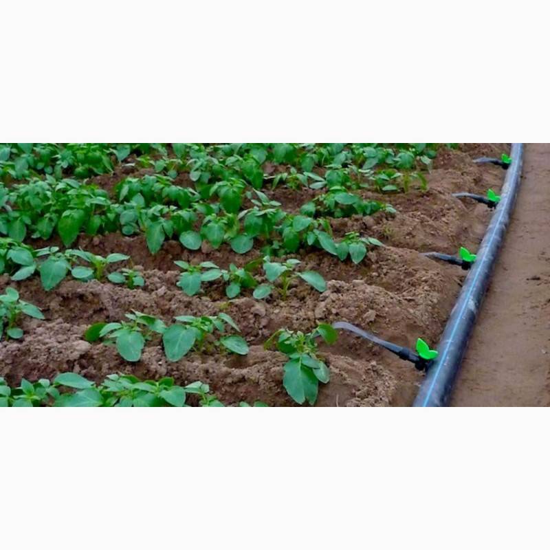 Правильный полив картофеля - залог отменного урожая
