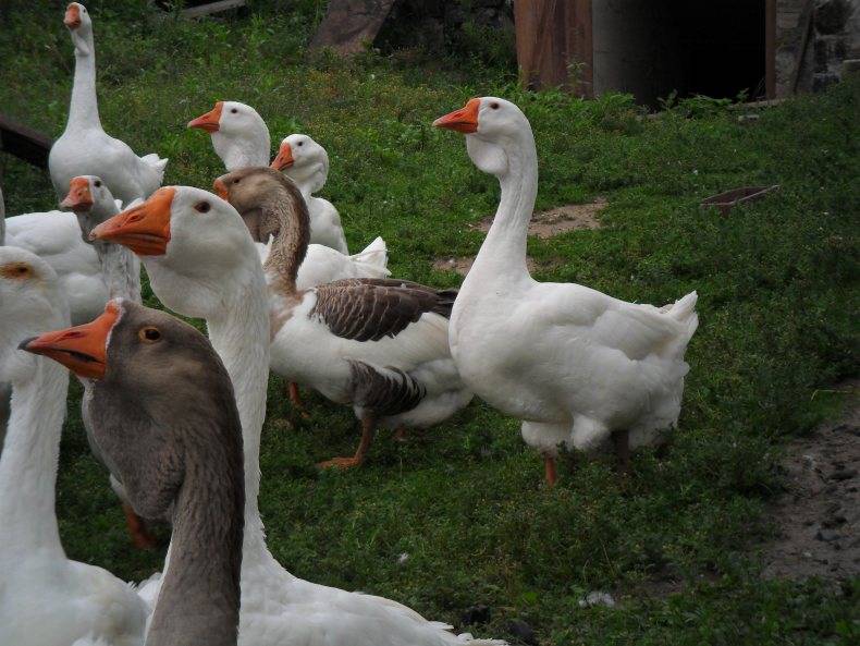 Белый гусь: виды гусей белых мастей, их содержание и разведение | птичник club