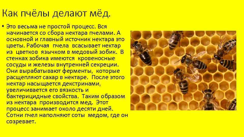 Как пчелы строят соты и делают мед?