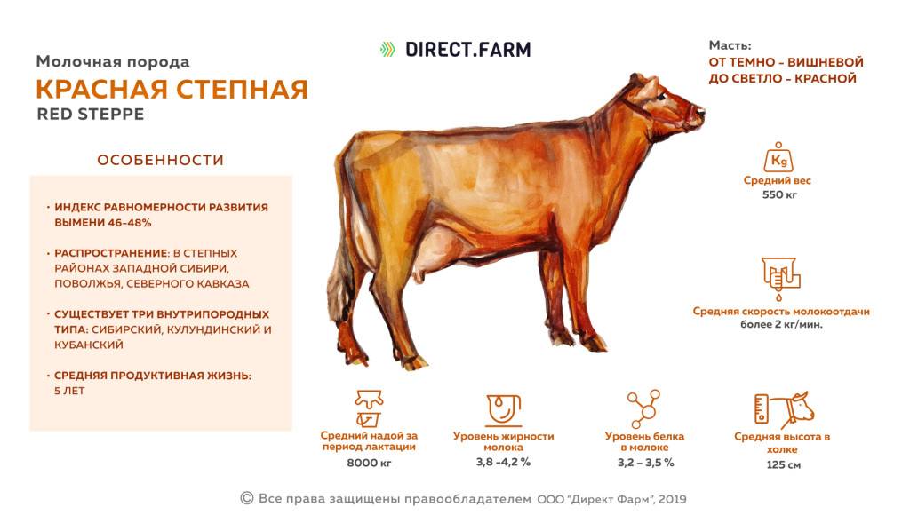 Красногорбатовская порода коров, характеристики и продуктивность