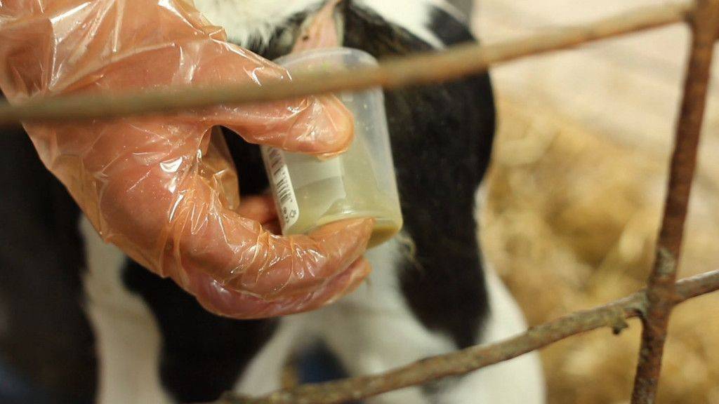 Как лечить корову от поноса