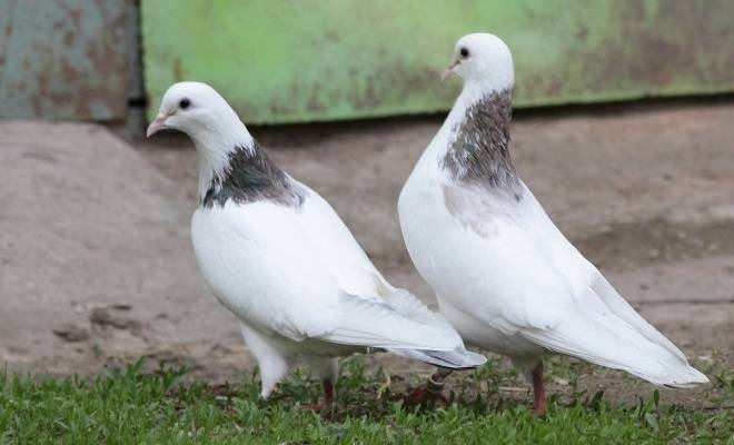 Бакинские бойные голуби: их описание, фото и видео обзор