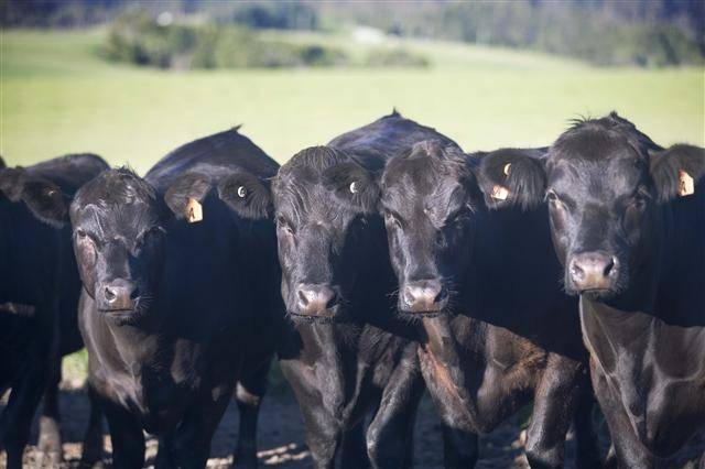 Абердин - ангусская порода быков: описание, характеристика скота