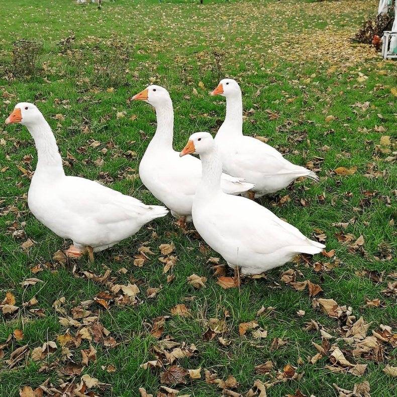 Секреты птицеводства: белые итальянские гуси