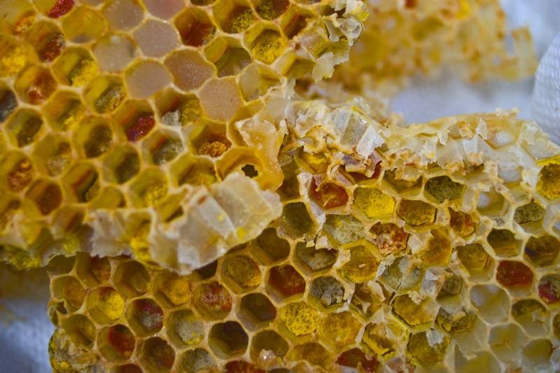 Пчелиная перга - как принимать, что лечит и противопоказания