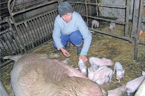 Как оплодотворить свиноматку самостоятельно в домашних условиях: методы искусственного осеменения свиней