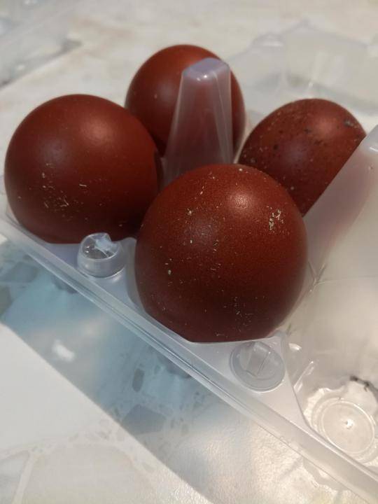 Маран: универсальная порода, несущая необычные яйца шоколадного цвета и обладающая высокой мясной продуктивностью