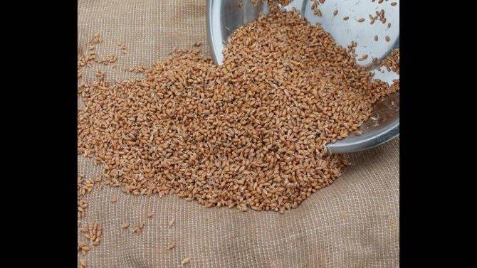Как проращивать пшеницу для кур и правильно кормить