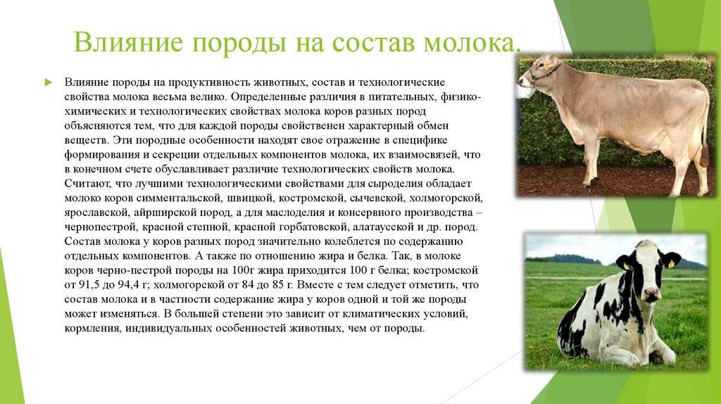 Швицкая порода коров: описание, характеристика, плюсы и минусы :: syl.ru