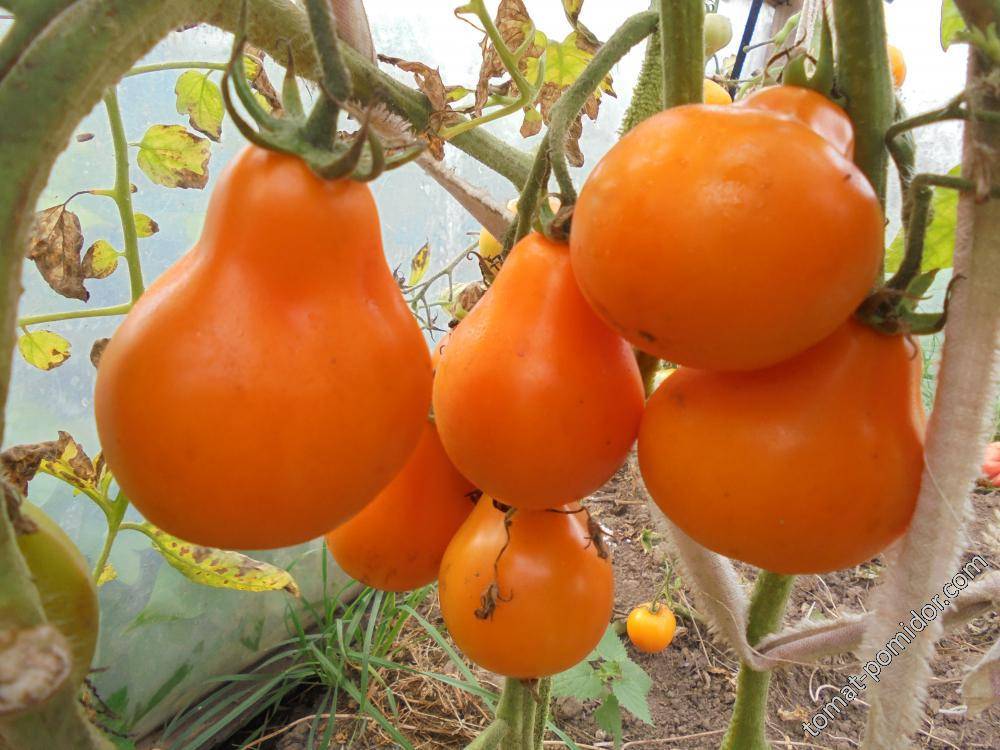 Сортовые особенности и нюансы выращивания томатов серии «японский трюфель»