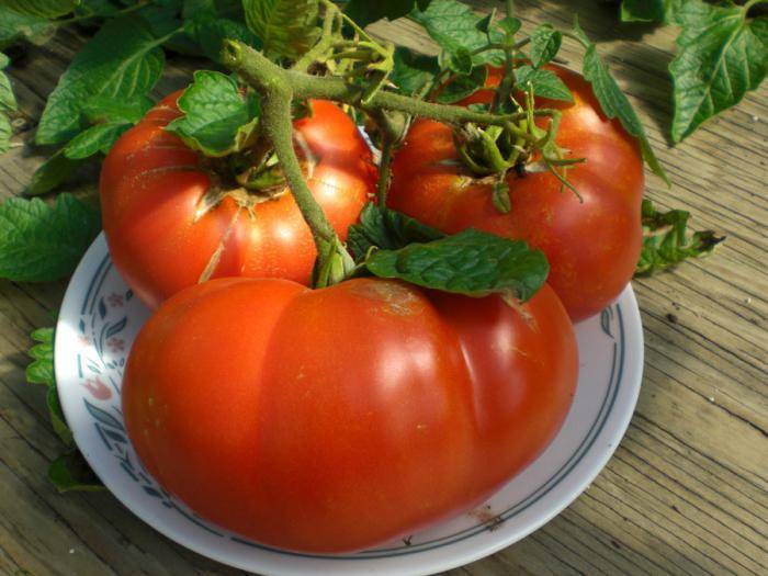 Как выращивать томаты сорта Хлебосольный?