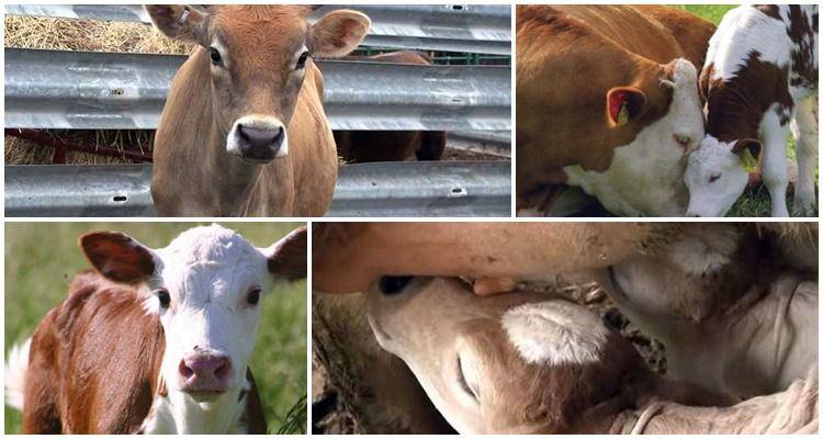 Алиментарное истощение гиповитаминоз и авитаминоз телят - болезни коров