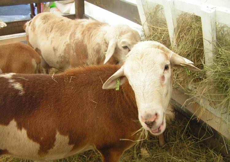 Катумские овцы: описание породы, фото, видео