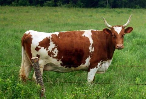 Голштинская порода коров: описание и продуктивность породы