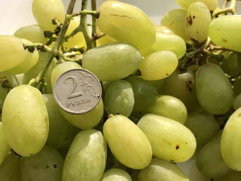 Сорт винограда аркадия: характеристика и особенности выращивания