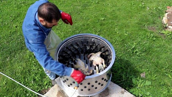 Как быстро ощипать курицу в домашних условиях: ручной и механический метод