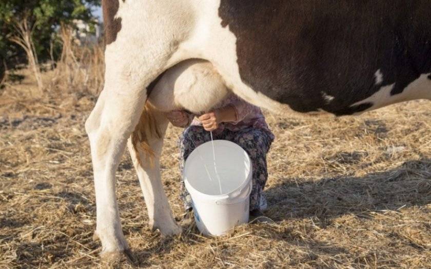 Почему теленок не пьет молоко