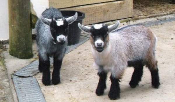 Карликовые козы: описание пород и особенности содержания