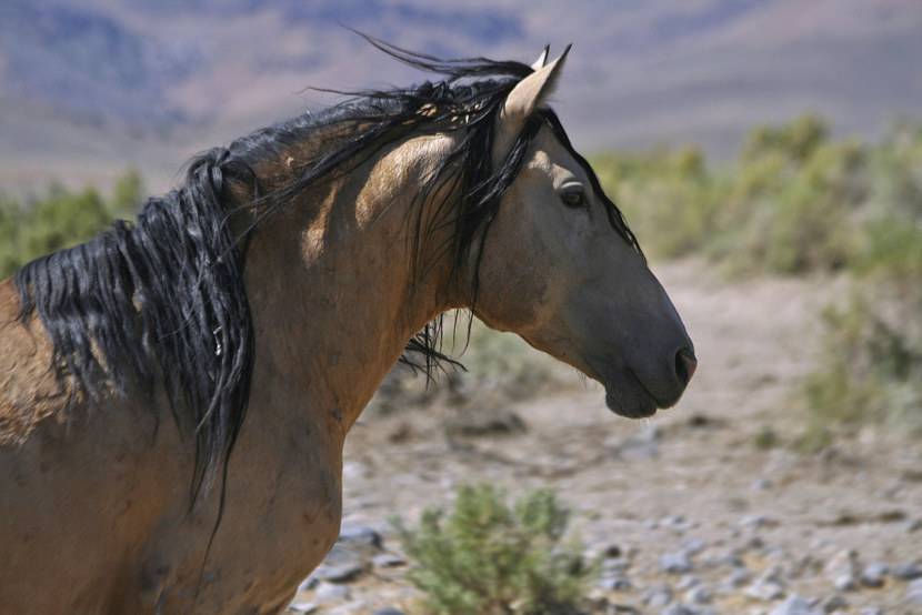 Мустанг (лошадь): описание породы и фото :: syl.ru