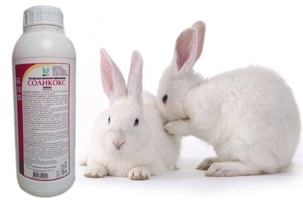 «соликокс» для кроликов: инструкция по применению и дозировка