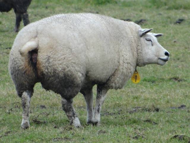 Происхождение породы овец тексель, преимущества и недостатки