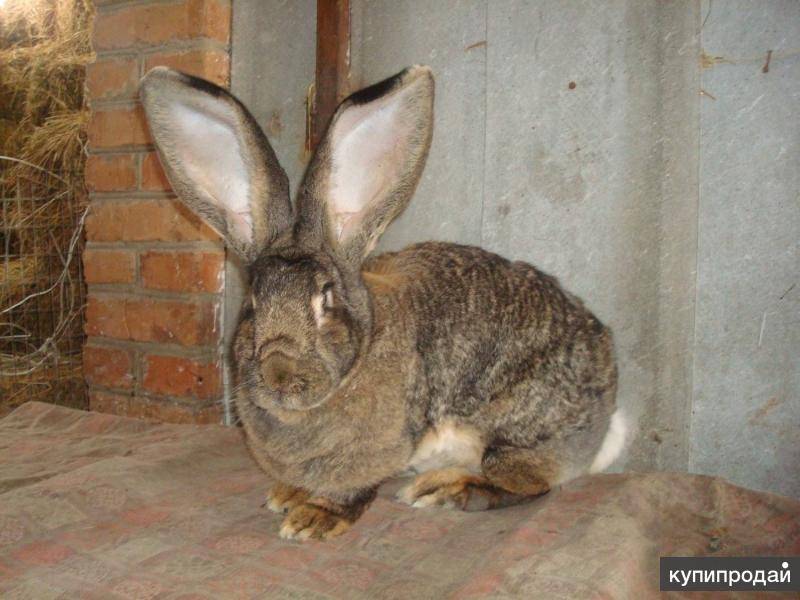 Кролики породы ризен: характеристики, содержание, разведение и отзывы
