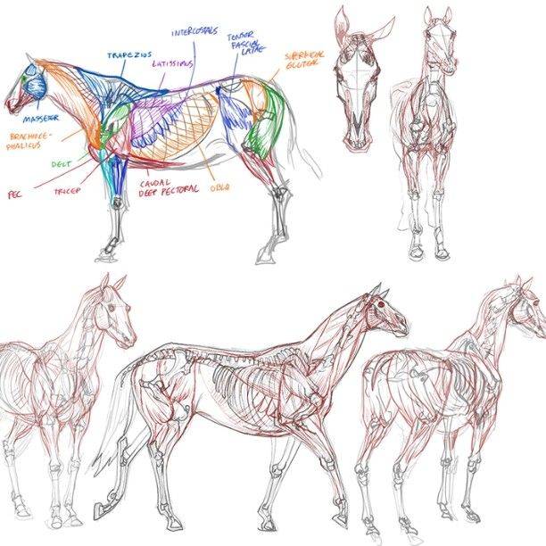 Особенности строения туловища ног и головы лошади