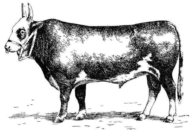 Калмыцкая порода коров: описание, продуктивность, содержание.