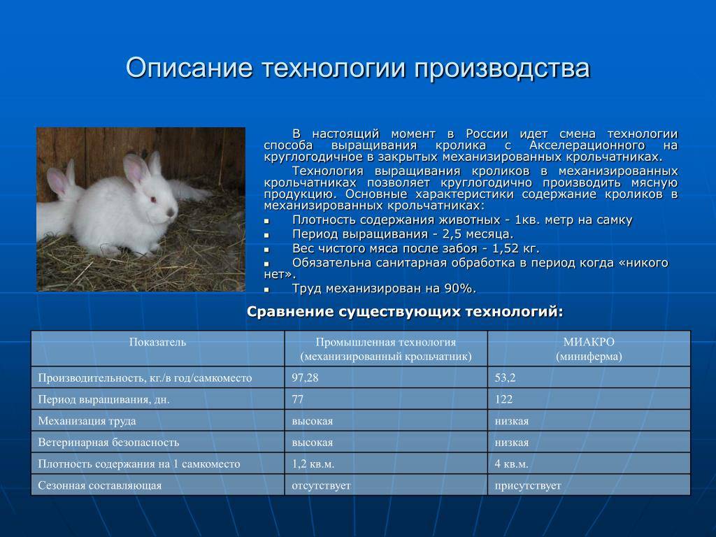 Пуховый кролик — фото и описание породы, характеристика, разведение и содержание. | cельхозпортал