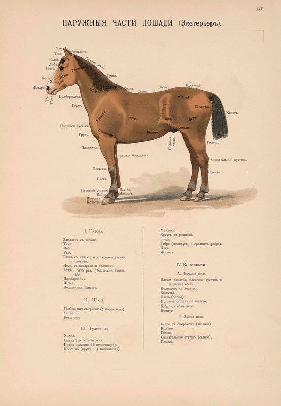 Части тела лошади: холка, спина, поясница, круп, грудная клетка, копыта, бабки и передние конечности