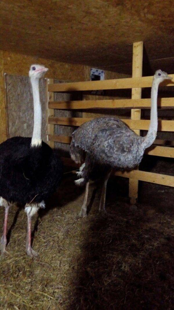 Кормление страусов в домашних условиях: нормы и рацион питания