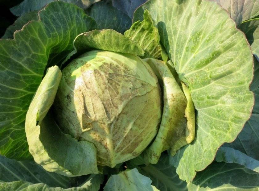 О превосходных качествах капусты мегатон — как вырастить хороший урожай
