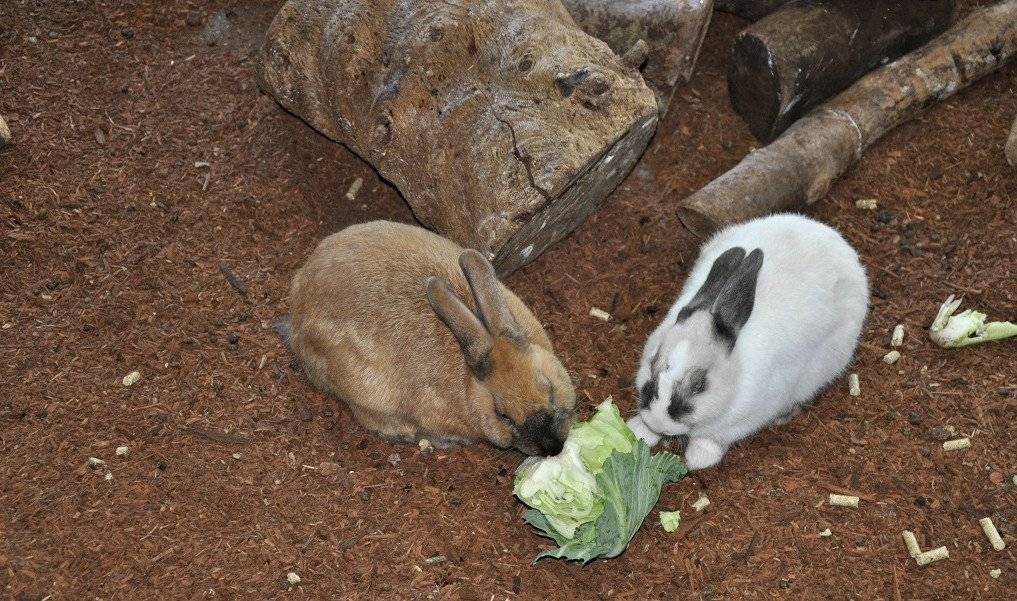 Можно ли кормить кроликов капустой (цветной, пекинской, свежей): польза и вред, особенности рациона