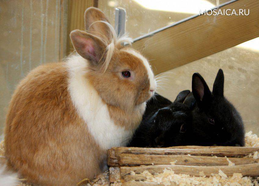 Кролики, сколько они живут, и почему так мало?