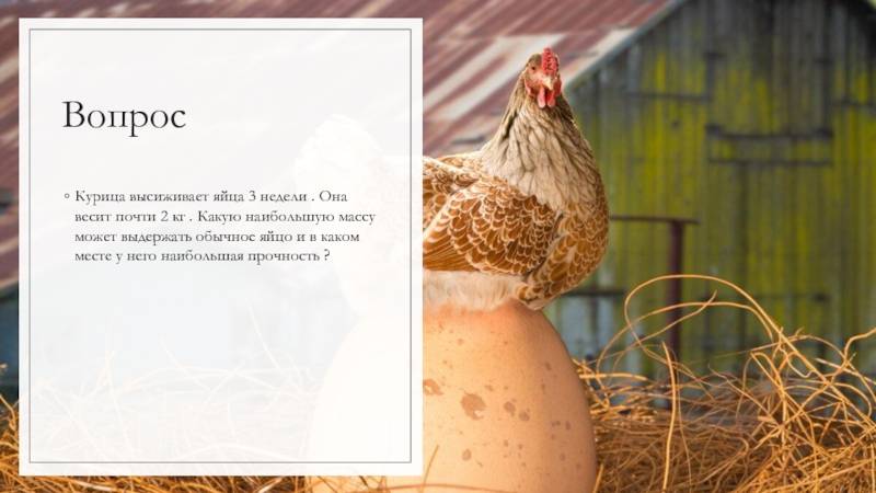 Сколько времени курица высиживает яйцо до появления цыпленка: положенное время и сроки