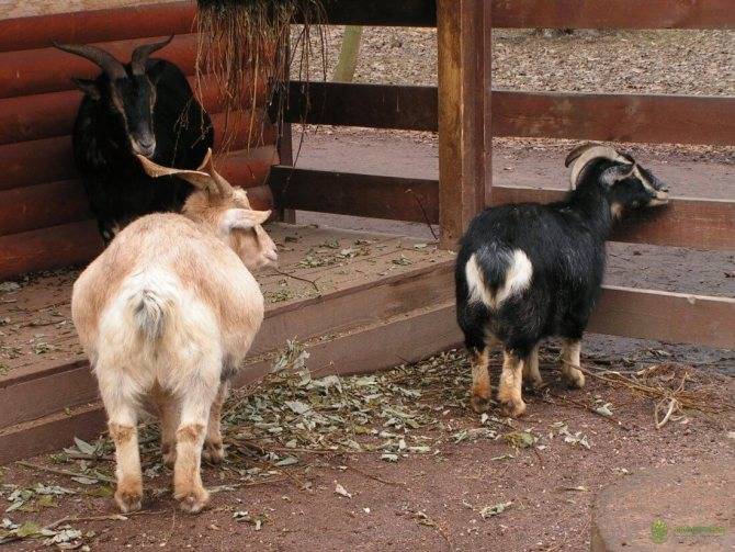 Карликовые козы – особенности миниатюрных пород 2021