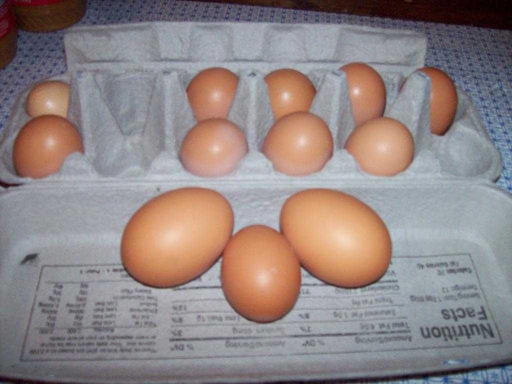 Двухжелтковые яйца – хорошо или плохо, как они получаются
