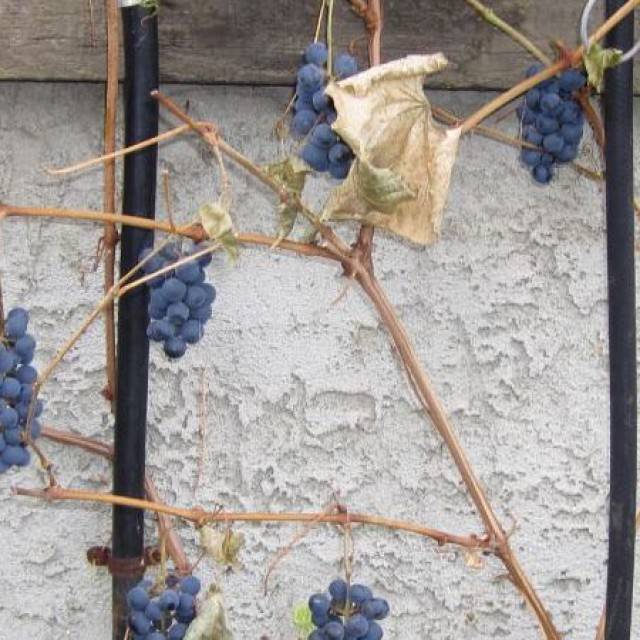 Особенности осенней обрезки виноградной лозы
