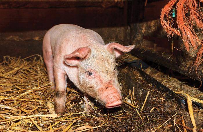 Болезни свиней: симптомы и лечение, что делать если животное не ест и лежит - omvesti.com