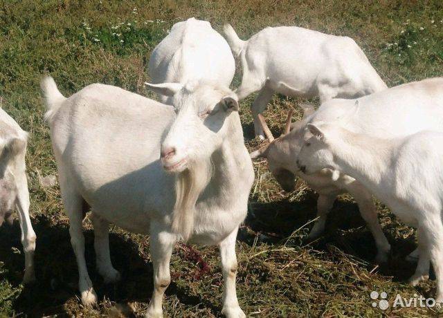 Описание породы зааненские козы